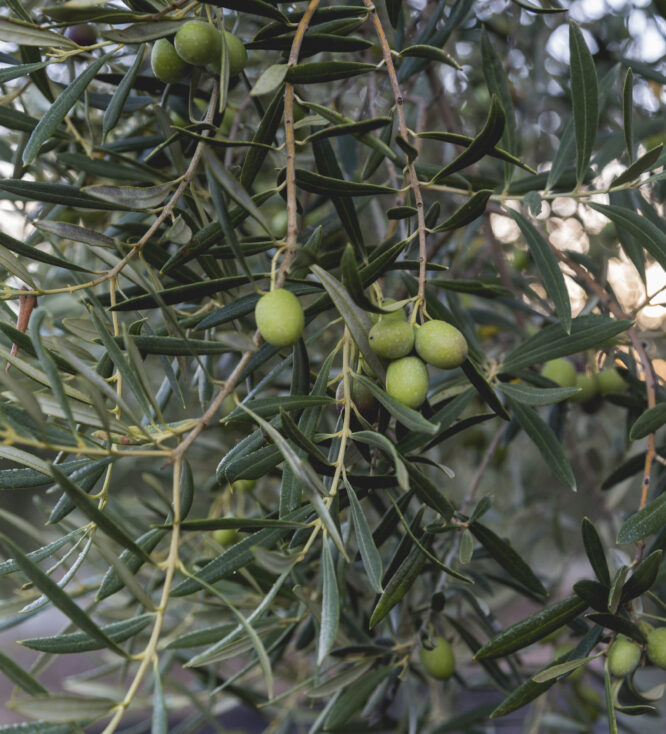Olivo productor de aceite de oliva